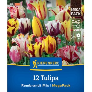 Kiepenkerl Rembrandt-Tulpen Mischung, 12 Blumenzwiebeln mit auffälliger Flammung in Weiß, Gelb, Rot, Pink und Purpur.