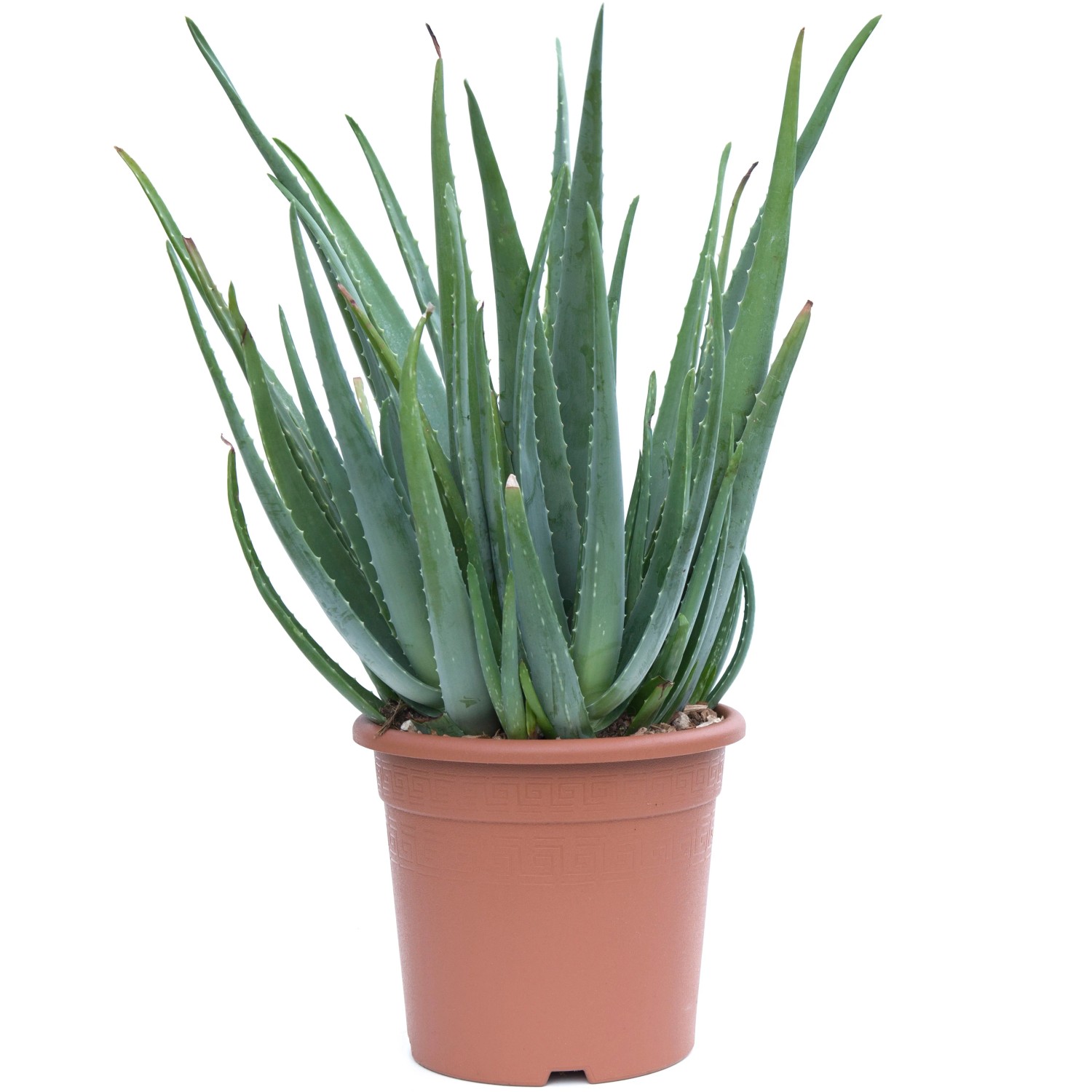 aloe vera light Aloe Vera