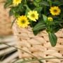 Husarenknopf im Topf: Gelbe Sanvitalia procumbens Hängepflanze im geflochtenen Korb.