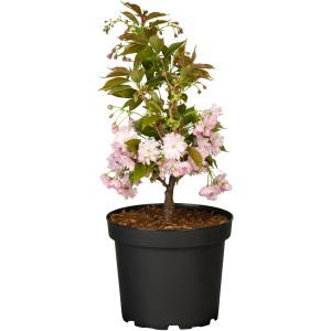 Japanische Nelkenkirsche"Kanzan" Höhe ca. 70-90 cm Topf ca. 7 l Prunus serrulata