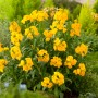 Gelb blühender Goldlack (Erysimum) im Garten, bienenfreundliche Staude von GROW by OBI.