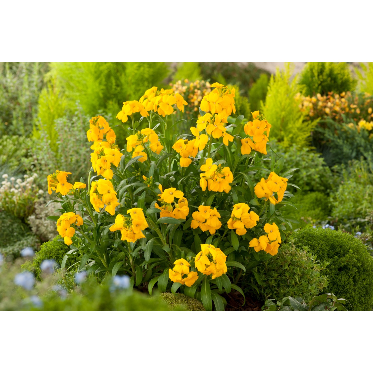 Gelb blühender Goldlack (Erysimum) im Garten, bienenfreundliche Staude von GROW by OBI.