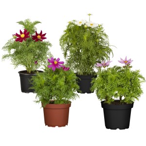 Schmuckkörbchen (Cosmos bipinnatus) im Topf, verschiedene Farben.