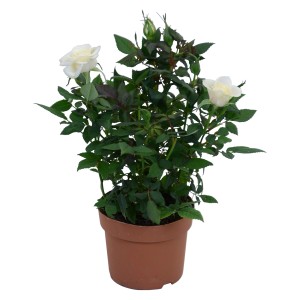 Zimmer-Rose Weiß im Topf, ca. 30-35 cm hoch. Elegante Blühpflanze für helle Standorte.