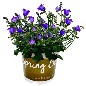 Glockenblume Spring Bell Blau im Topf, Campanula mit violetten Blüten.