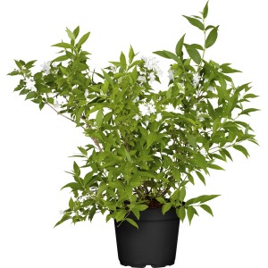 Zwerg-Maiblumenstrauch Yuki Snowflake im Topf, weiße Blüten und grüne Blätter.