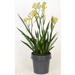 Gelbe Kängurupfote (Anigozanthos) im Topf, ca. 35-45 cm hoch. Blühende Zimmerpflanze.
