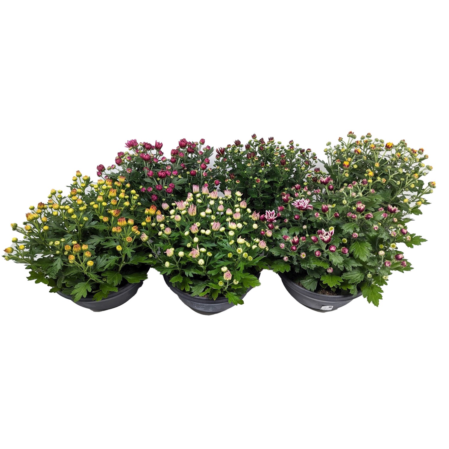 Korbblütler Schale T19 Chrysanthemum ind. Schale Uni kaufen bei OBI