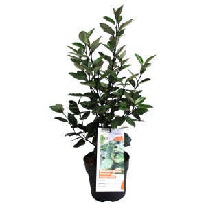 Wintergrüne Ölweide Compacta im Topf, ca. 15-20 cm hoch. Ideal als Heckenpflanze.