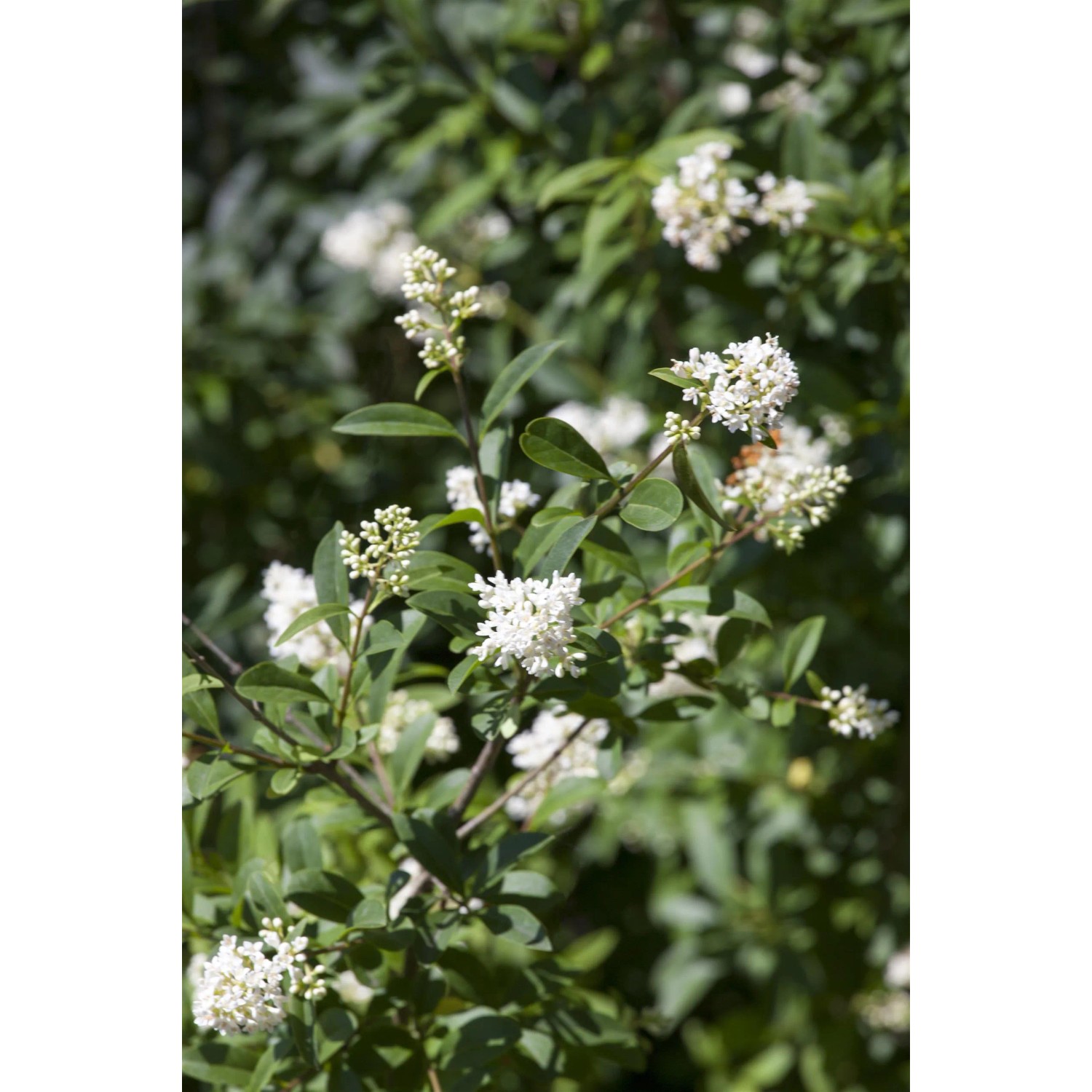 GROW by OBI Ovalblttriger Liguster Ligustrum ovalifolium kaufen bei OBI