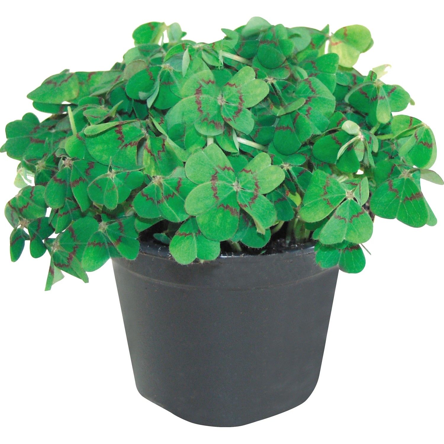 Glcksklee Topf- ca. 9 cm Oxalis kaufen bei OBI