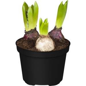 Dreifarbige Hyazinthe (blau, weiß, rosa) im Topf, eine farbenfrohe Frühjahrsbepflanzung.