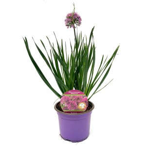 Zierlauch Violett (Allium Millenium) im Topf, ca. 35 cm hoch.