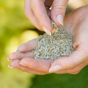 Hände halten Westland Rasensamen Smart Green, Rasensamen mit Schutzhülle und Startdünger.