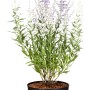 GROW by OBI Blauraute im Topf, ca. 20-30 cm hoch, mit blauen Blütenähren und graugrünen Blättern.