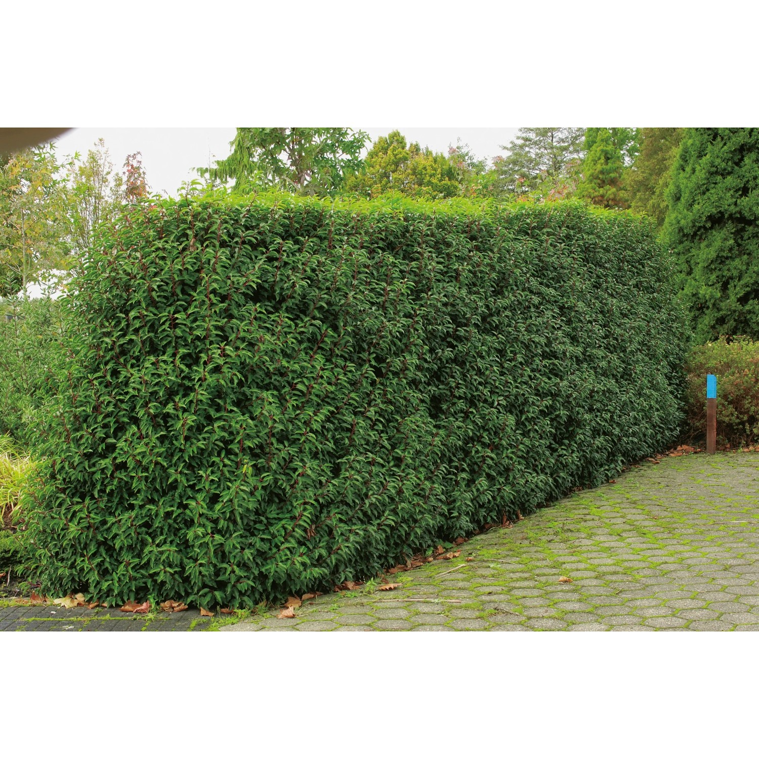 OBI Portugiesischer Kirschlorbeer "Angustifolia" Hhe ca. 90 cm Topf ca. 18  l kaufen bei OBI