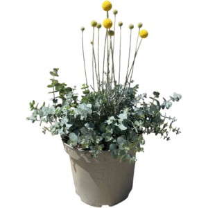 GROW by OBI Trommelstöckchen & Eukalyptus T26cm Höhe 50 cm Craspedia & Eucal