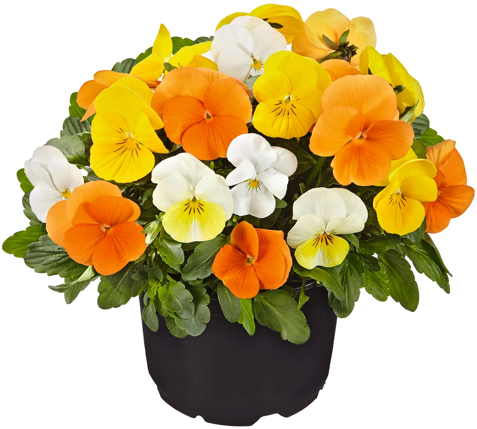 Obi Living Garden Stiefmütterchen Dreifarbig TopfØ ca. 12 cm Viola