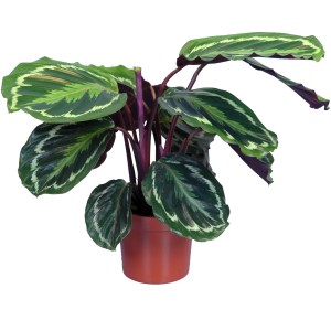 Korbmarante (Calathea) im Topf, ca. 65-75 cm hoch, mit auffälliger Blattzeichnung.