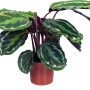 Korbmarante (Calathea) im Topf, ca. 65-75 cm hoch, mit auffälliger Blattzeichnung.