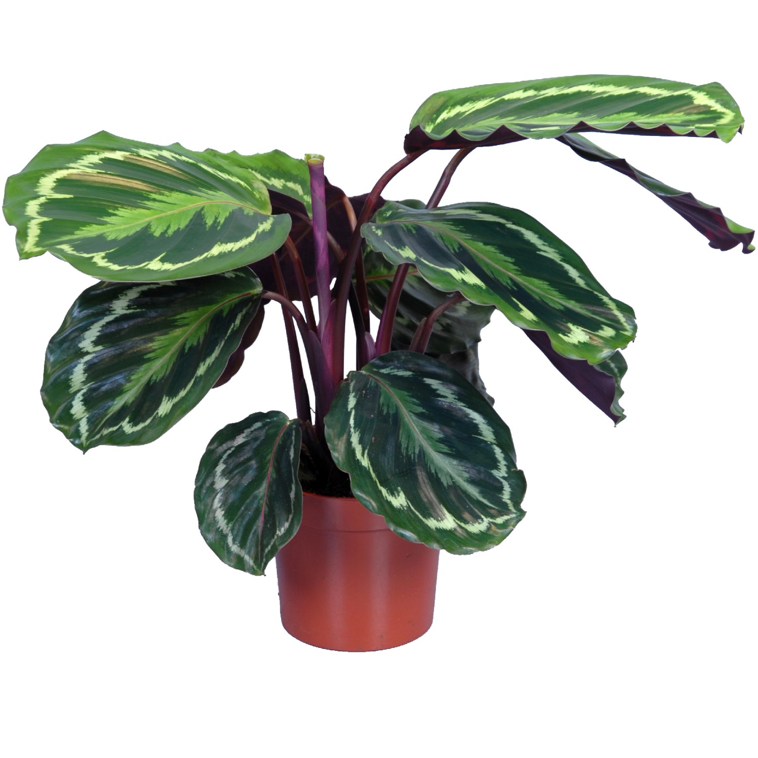 Korbmarante (Calathea) im Topf, ca. 65-75 cm hoch, mit auffälliger Blattzeichnung.