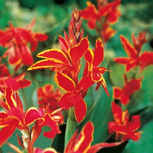 Blühende, rot-gelbe Canna (Blumenzwiebel) mit grünen Blättern, ca. 100 cm hoch.