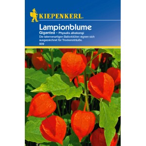 Kiepenkerl Lampionblume Gigantea Weiß, Blumensamen mit orangen Lampionblüten.