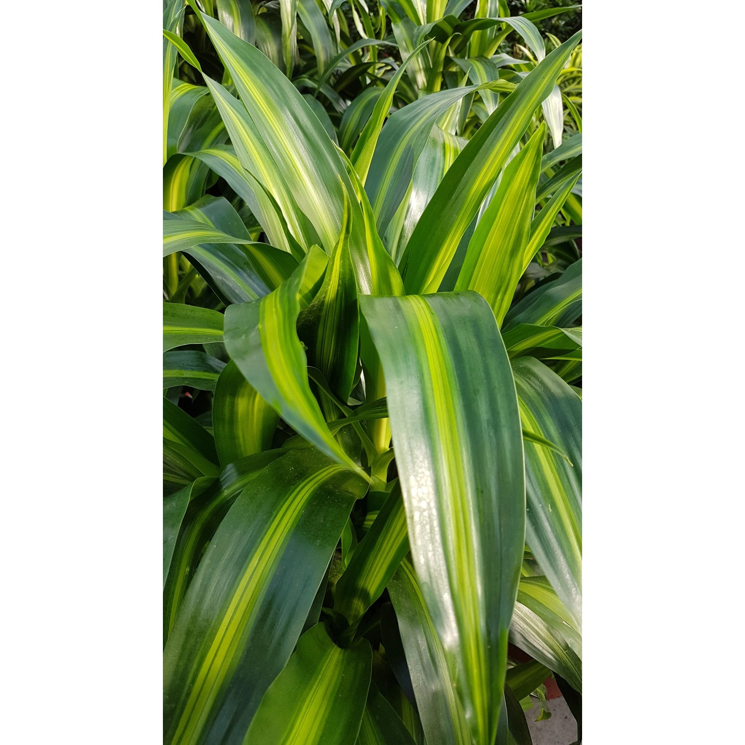 Drachenbaum "Hawaiian Sunshine" Hhe ca. 100 - 130 cm Topf- ca. 27 cm  Draecaena kaufen bei OBI