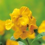 Gelber Goldlack (Erysimum) im Topf, eine bienenfreundliche Staude von GROW by OBI.