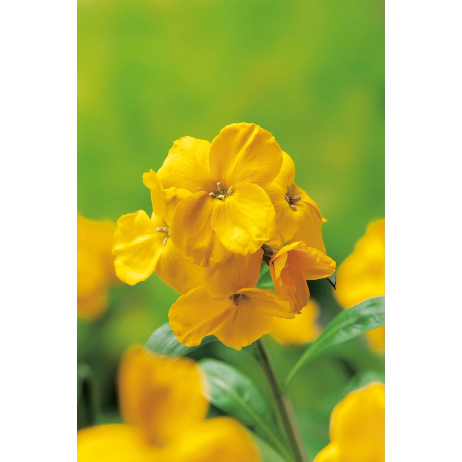 Gelber Goldlack (Erysimum) im Topf, eine bienenfreundliche Staude von GROW by OBI.