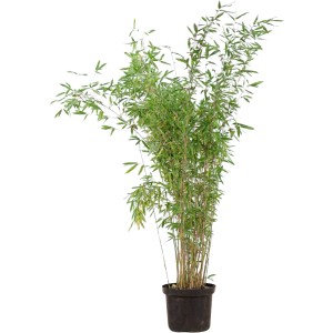 Heckenbambus "Jumbo" Set à 10 Stück Höhe ca. 175 - 200 cm Fargesia murielae