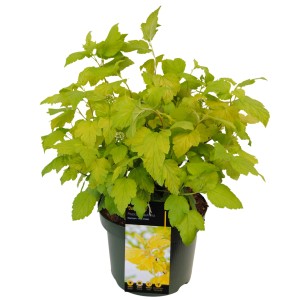 Blasenspiere 'Dart's Gold' im Topf, goldgelbes Laub und weiße Blüten.