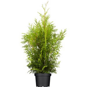 Lebensbaum "Brabant" Set à 40 Stück Höhe ca. 120-140 cm Thuja occidentalis