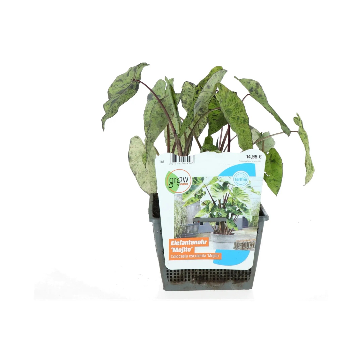 echter kaktus kaufen Kaktus-Wolfsmilch Euphorbia Acrurensis (Cowboy-Kaktus) Ø24cm 80cm main image 1