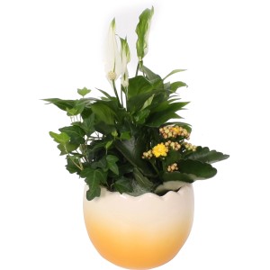Osterarrangement im Ei-Topf (Ø 15cm) mit Kalanchoe, Einblatt und Efeu. Frühlingsdeko für Innen.