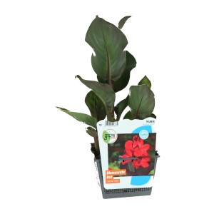 Indisches Blumenrohr 'Rot' im Topf, ca. 30cm hoch. Exotische Teichpflanze mit großen, grünen Blättern.