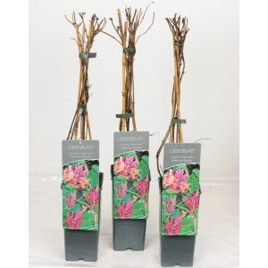 Geißblatt "American Beauty" Rot-Gelb Höhe ca. 40 - 60 cm Top-Ø ca. 17 cm