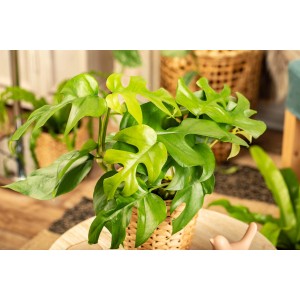 Monstera Minima (Zwerg-Fensterblatt) Topf-Ø ca. 12 cm Rhaphidophora tetrasperma