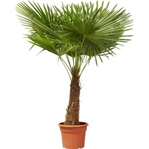 Hanfpalme (Trachycarpus fortunei) im Topf, ca. 150 cm hoch, für mediterranes Flair.
