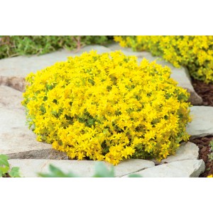 Gelber Scharfer Mauerpfeffer (Sedum acre) im Topf, eine attraktive, pflegeleichte Fetthenne.