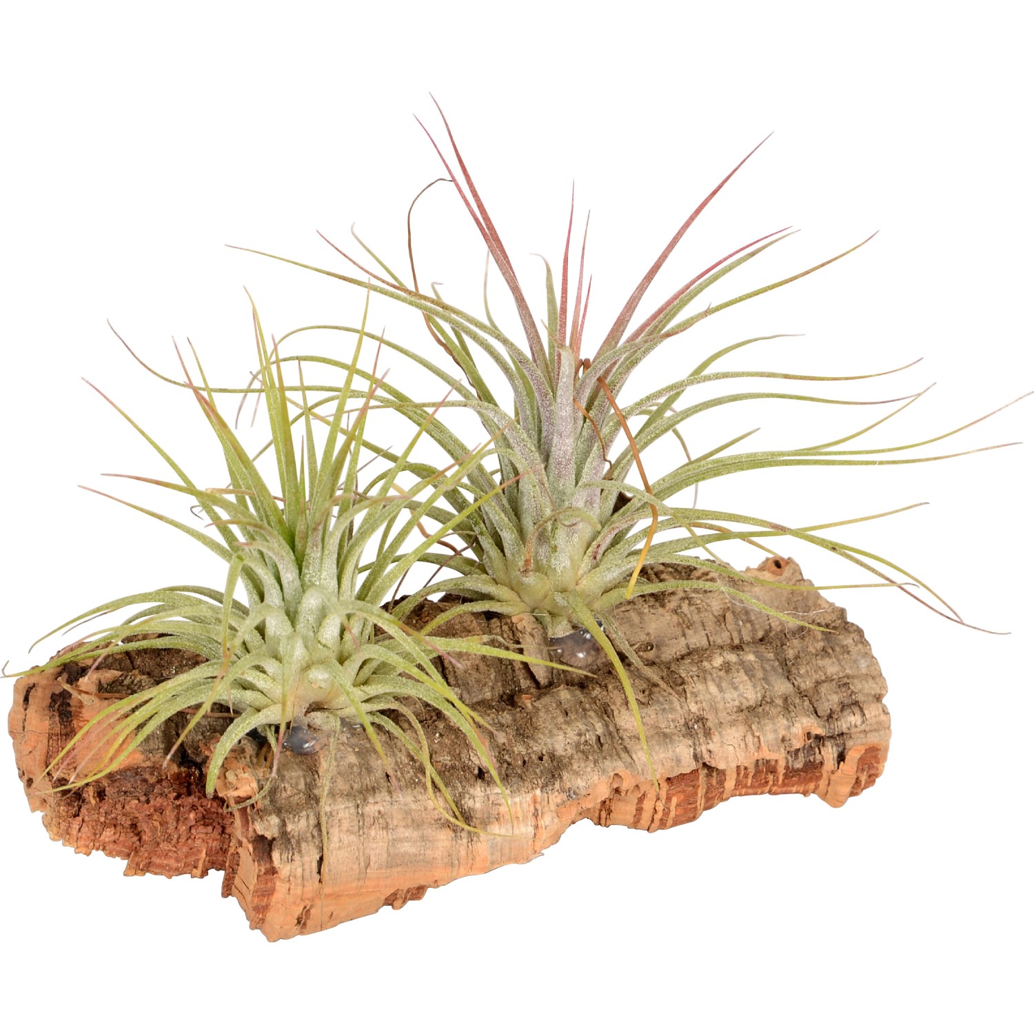 Tillandsien Arrangement 2 Pflanzen auf Korkholz small kaufen bei OBI