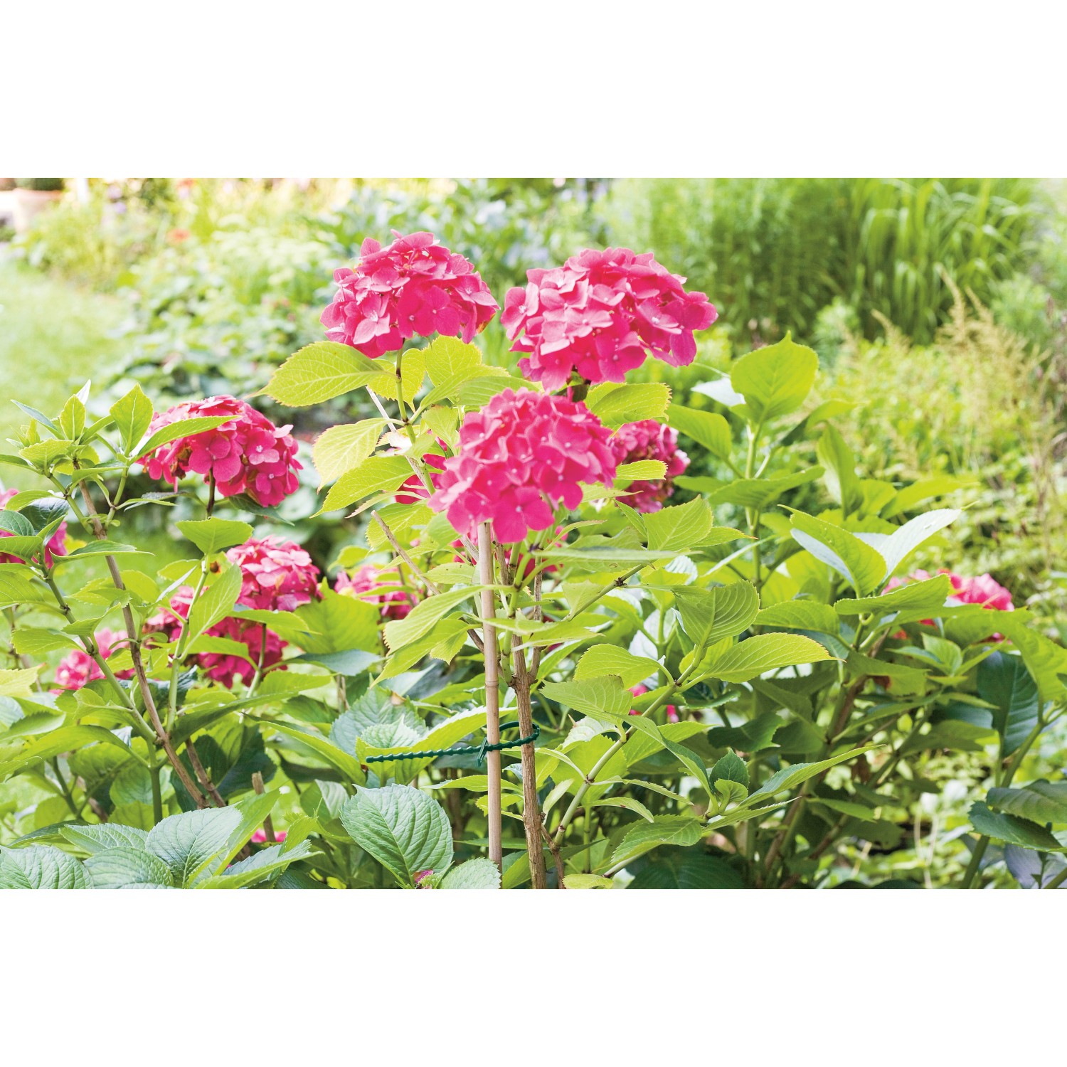Pflanze mit pinken Blüten, gestützt durch Pflanzenbinder aus dem 71-teiligen Pflanzen-Bindeset.