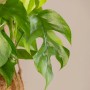 Philodendron 'minima' als Pyramide im Topf, grüne Zimmerpflanze mit geschlitzten Blättern.