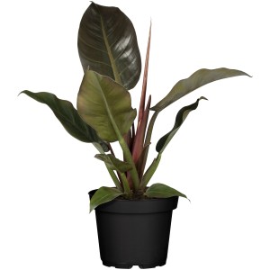 Philodendron 'New Red' als Pyramide im Topf, ca. 75cm hoch. Baumfreund mit roten Stielen und grünen Blättern.