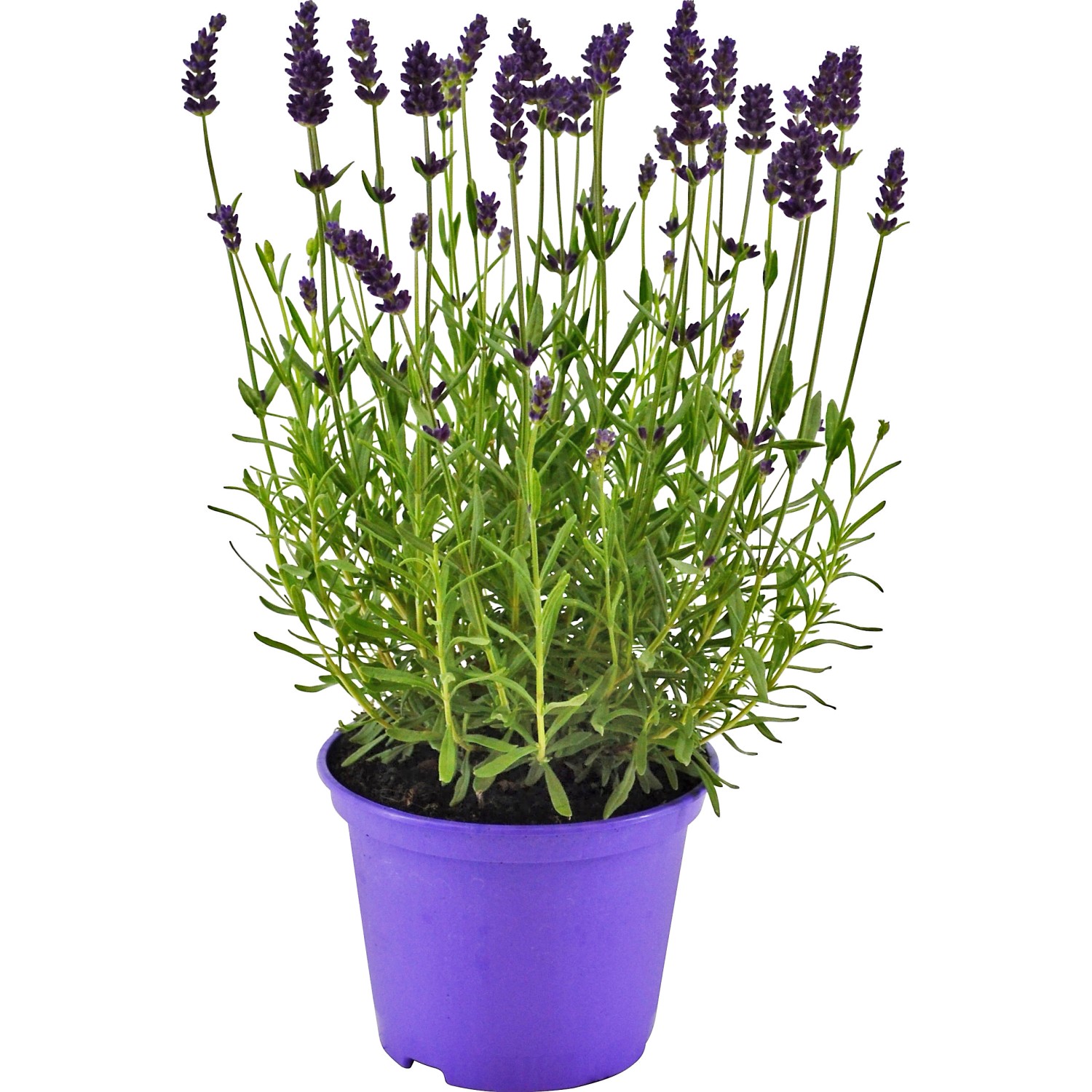 Lavendel Blau TopfØ ca. 11 cm Lavandula kaufen bei OBI