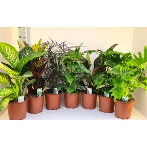 Verschiedene Grünpflanzen im Topf, ca. 50-70 cm hoch, Topf-Ø ca. 19 cm.