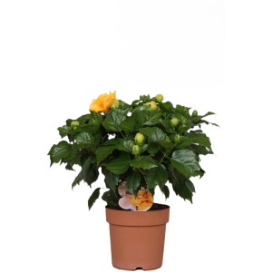 Gelber Hibiskus Fiori im Topf, eine blühende Kübelpflanze für Terrasse und Balkon.