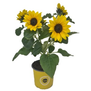 Sonnenblume 'Sunsation Multiflower' im gelben Topf, ca. 35-40 cm hoch.