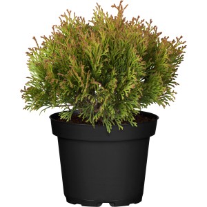 Gartenzypresse Miky im Topf, ca. 20-25 cm hoch, gelbe Scheinzypresse.