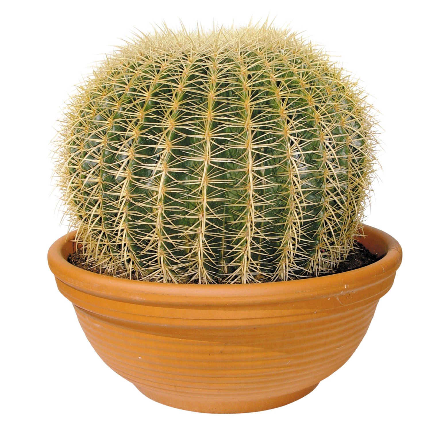 Lucky Reptile Kugelkaktus 15cm - Künstliche Terrarienpflanze Für Wüstenterrarien